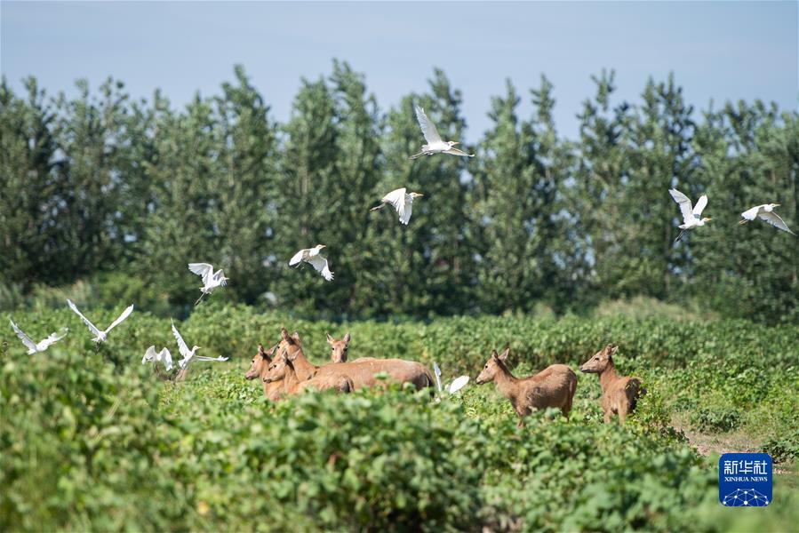 （新華全媒頭條·聚焦生物多樣性大會(huì)·圖文互動(dòng)）（9）攜手同行，開啟人類高質(zhì)量發(fā)展新征程——習(xí)近平主席在《生物多樣性公約》第十五次締約方大會(huì)領(lǐng)導(dǎo)人峰會(huì)上的主旨講話解讀