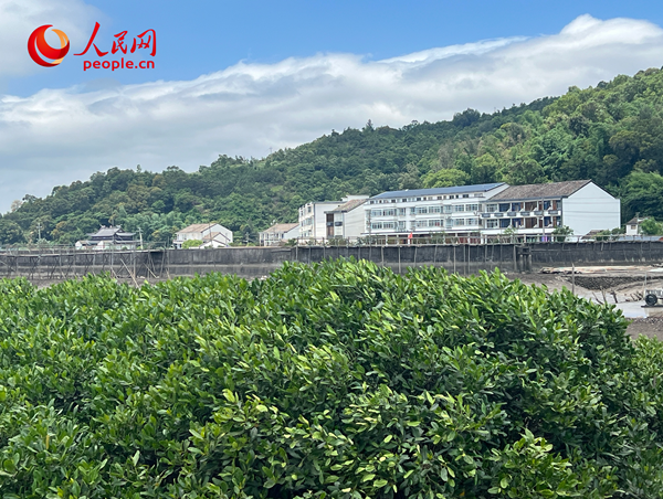 紅樹林郁郁蔥蔥。人民網(wǎng) 歐陽易佳攝